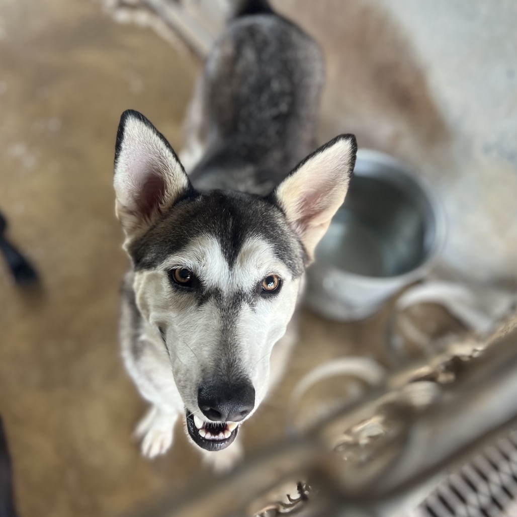 JANIE - Husky / Mix available for adoption