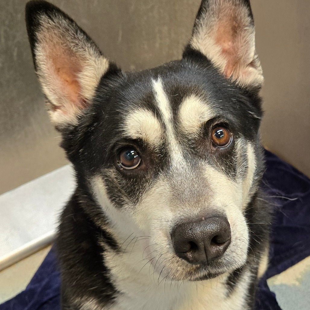 FISHY, available for adoption at PVAS