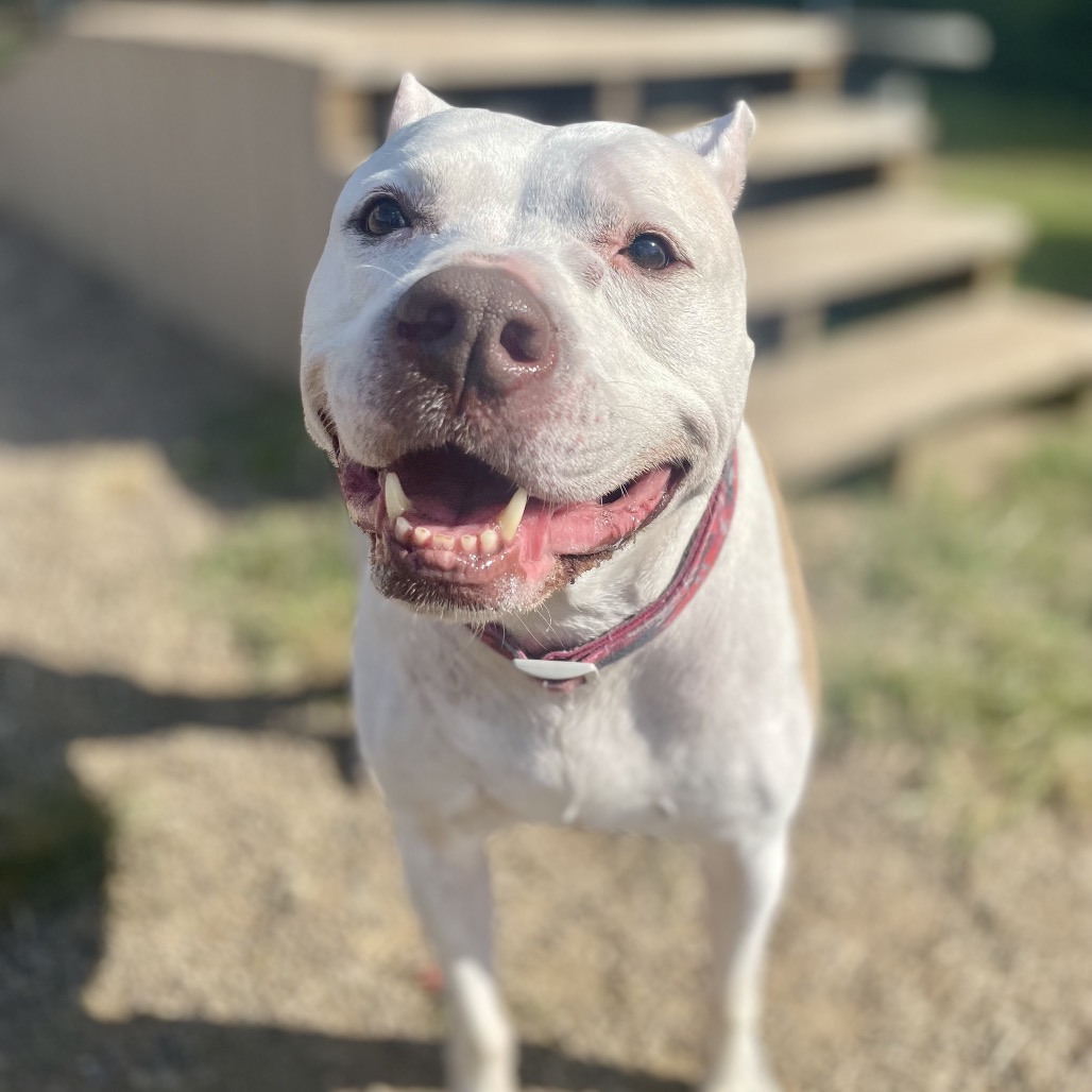 Diamond — thumbnail 4