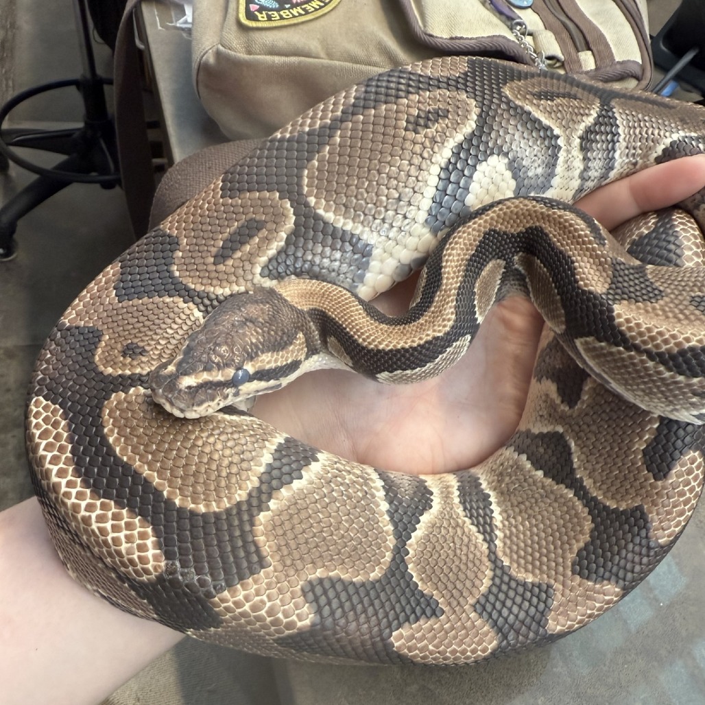 Photo of Tsuchinoko 5