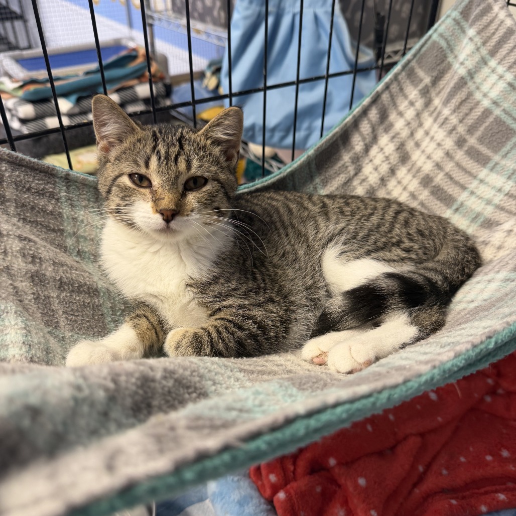 Shirley, available for adoption