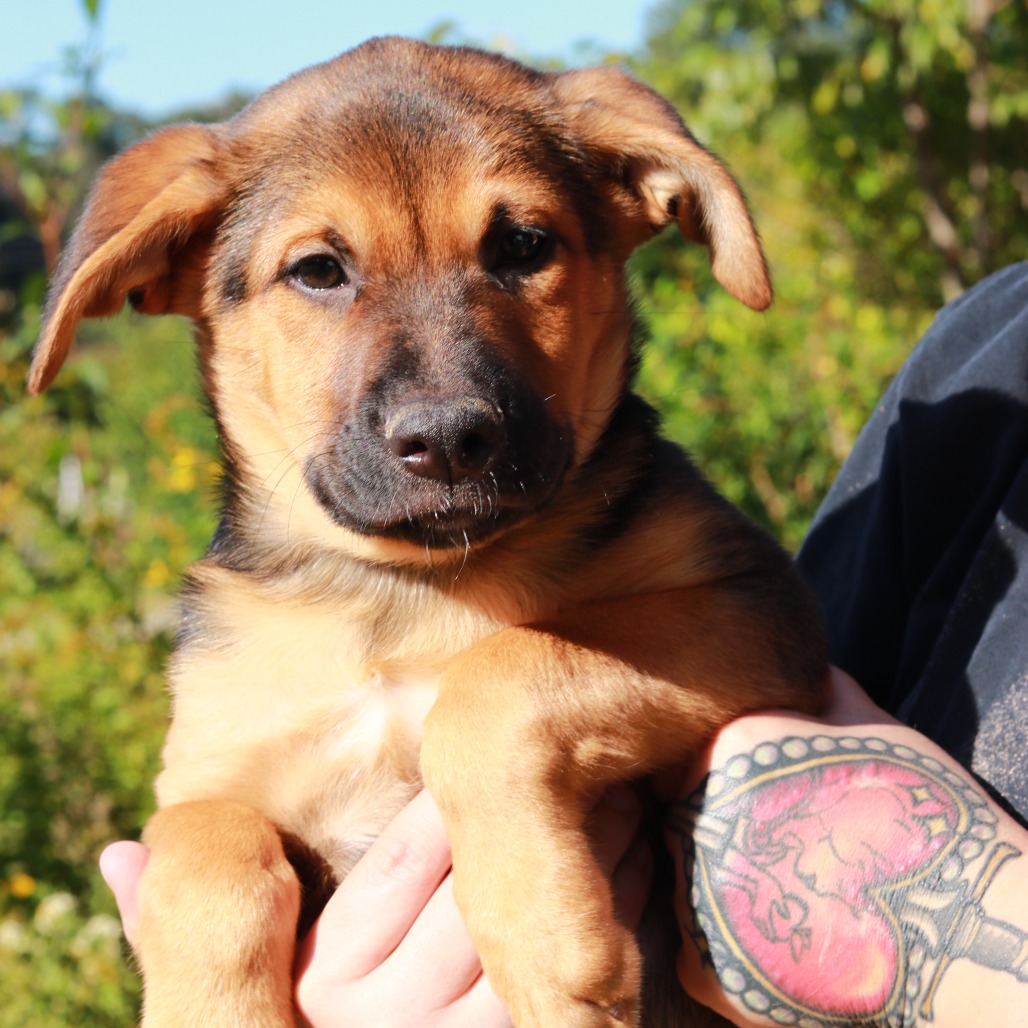 NY Bruno (Foster in Brewster)