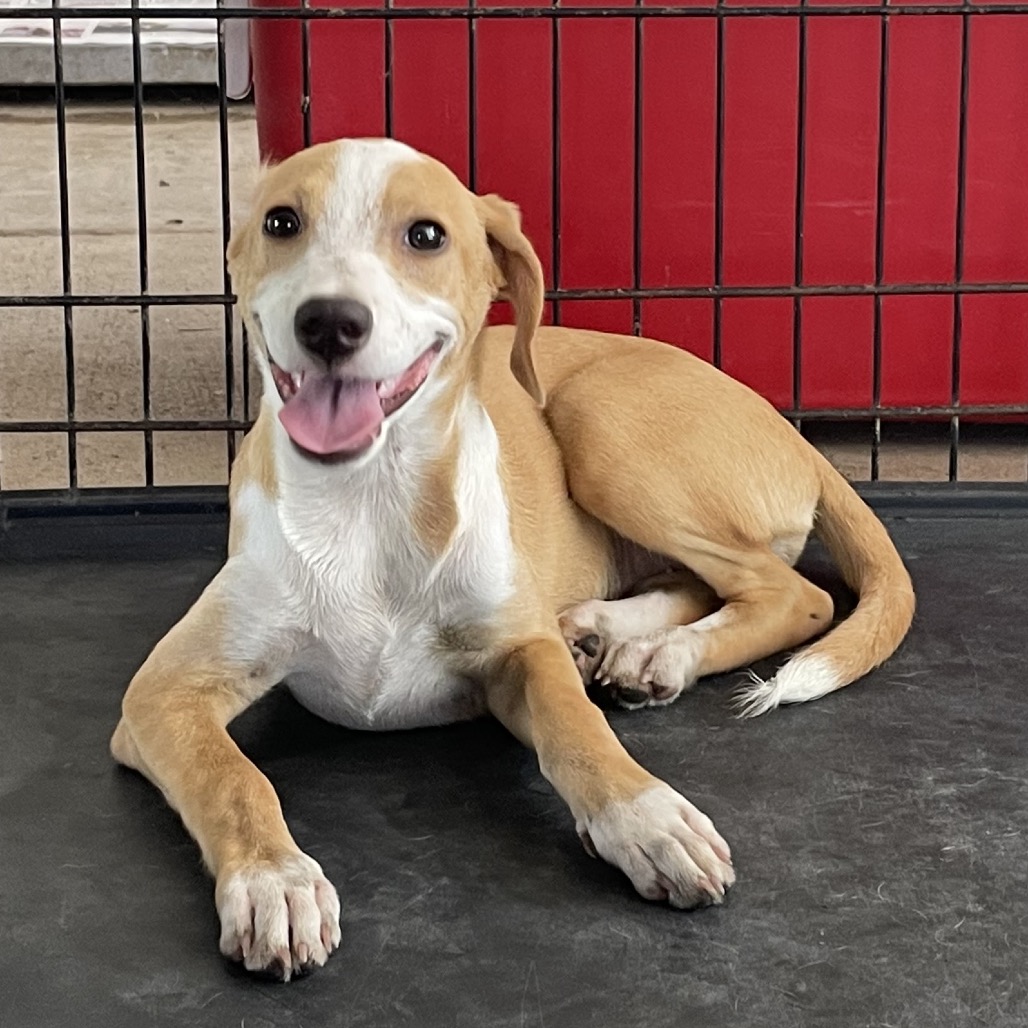 CRANBERRY - Shepherd available for adoption