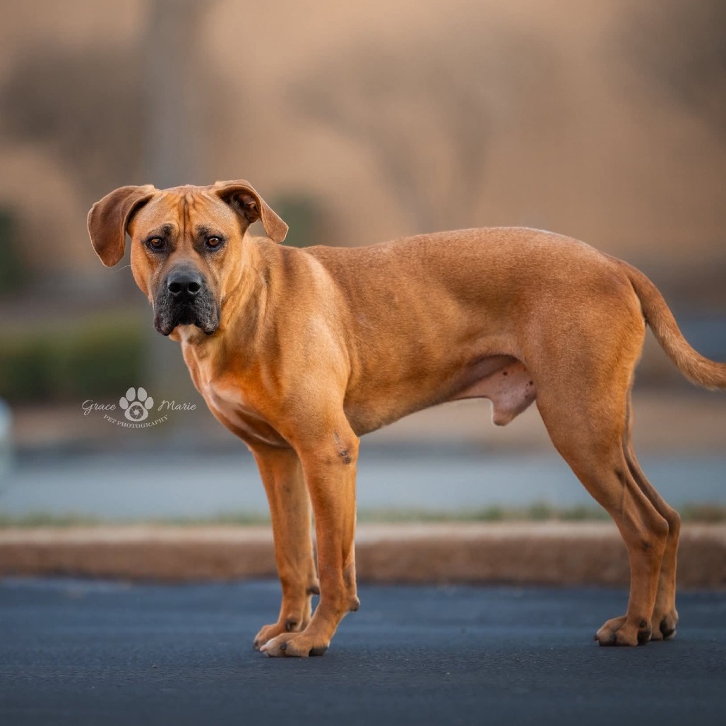 Fitzwilliam, a Mastiff