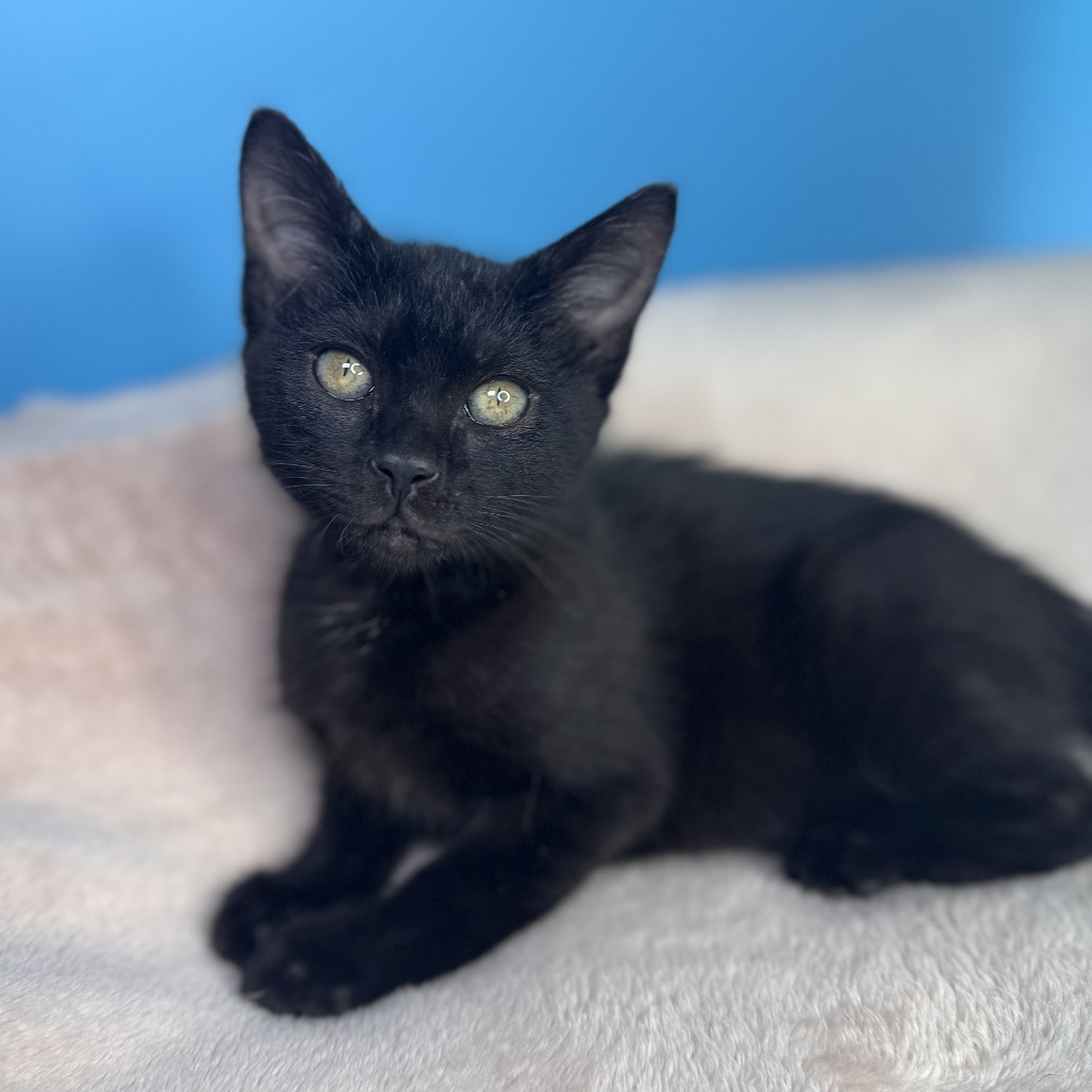 PO-PO - Domestic Shorthair available for adoption