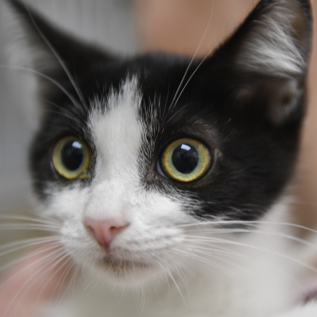 Bessie - Domestic Shorthair