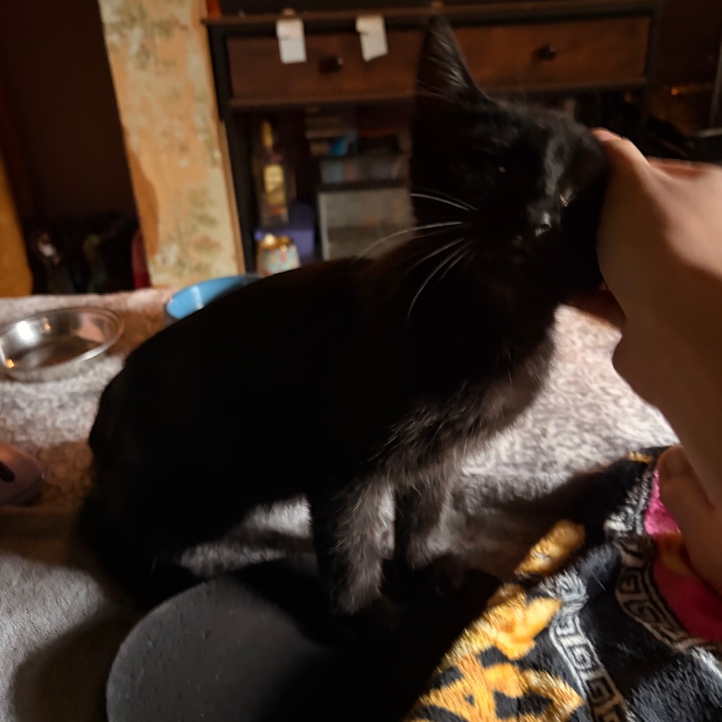 Enderman: I'm in foster, call to meet me!, photo 3