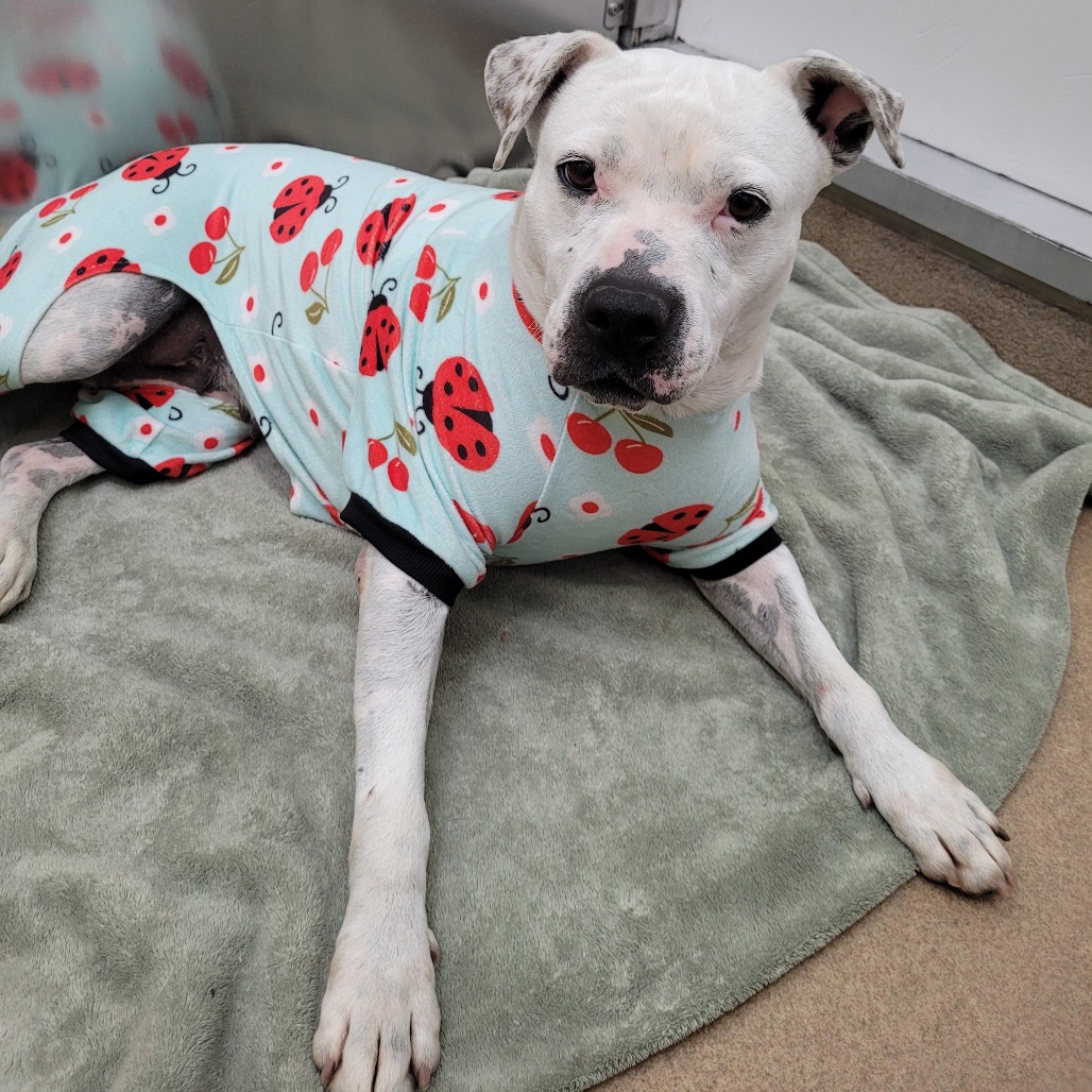 Mrs. Spots photo 19