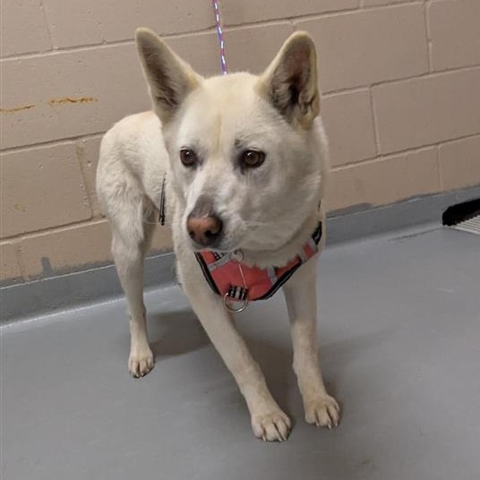 Korean Jindo