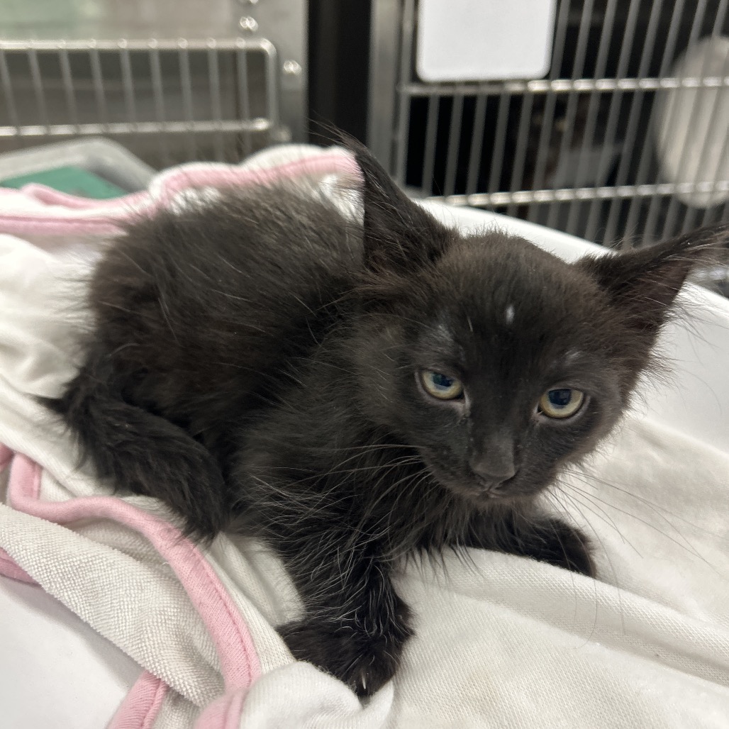 COCOA - Domestic Longhair available for adoption