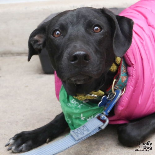 MILEE - Retriever, Labrador / Mix available for adoption