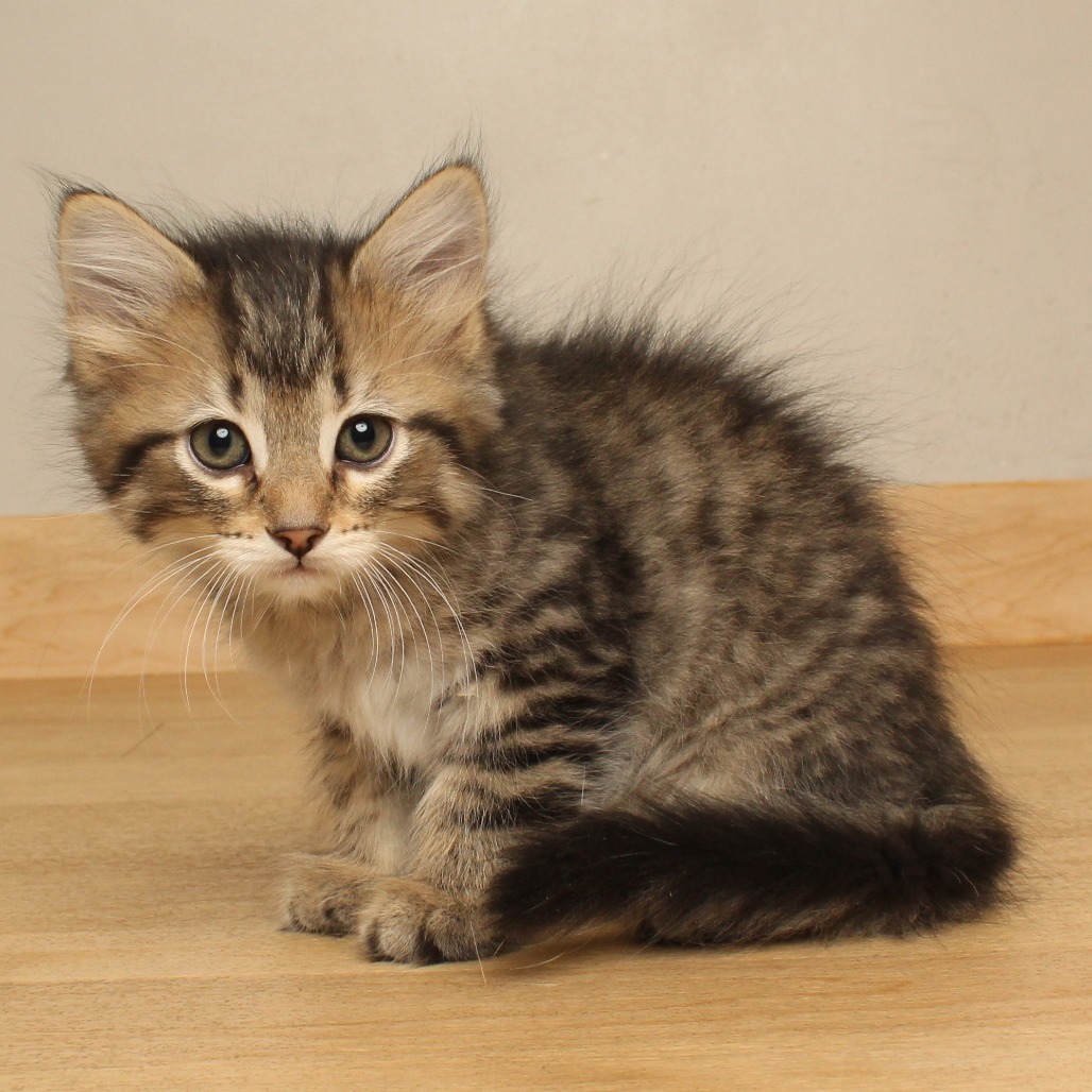 Meowcarpone, a Domestic Shorthair