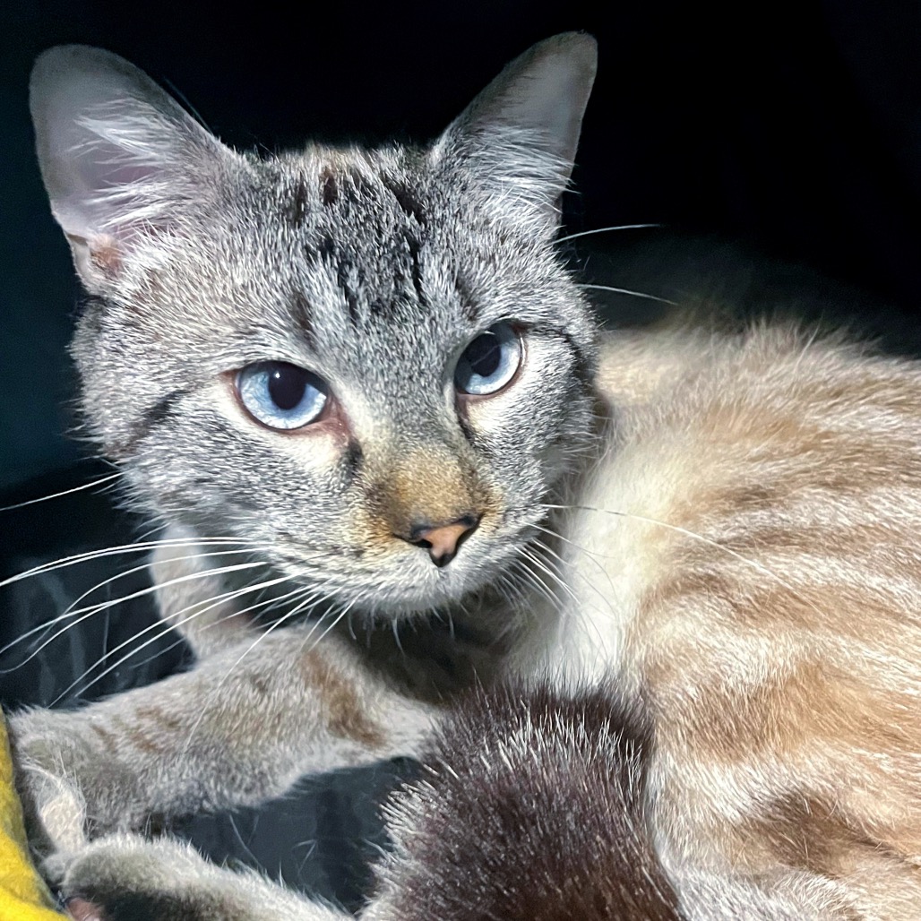 Milo, photo 6