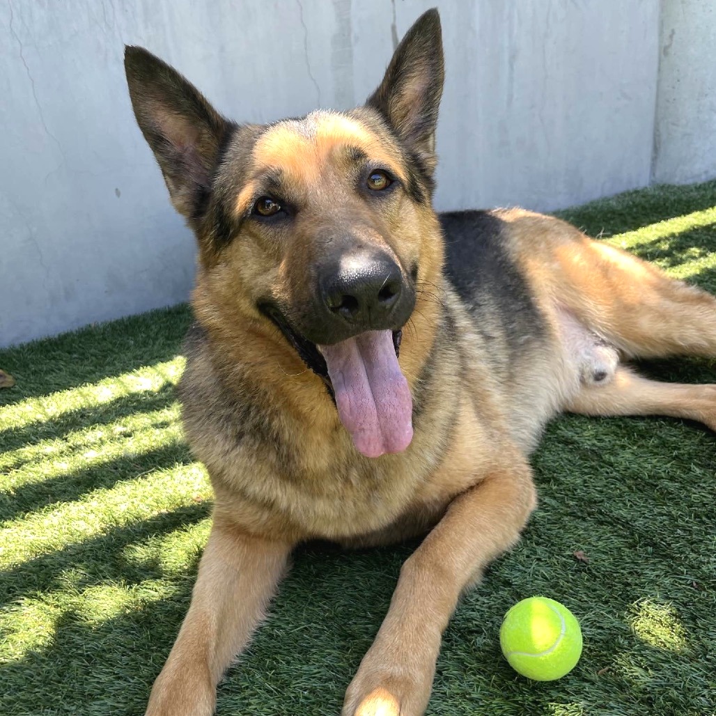 German Shepherd