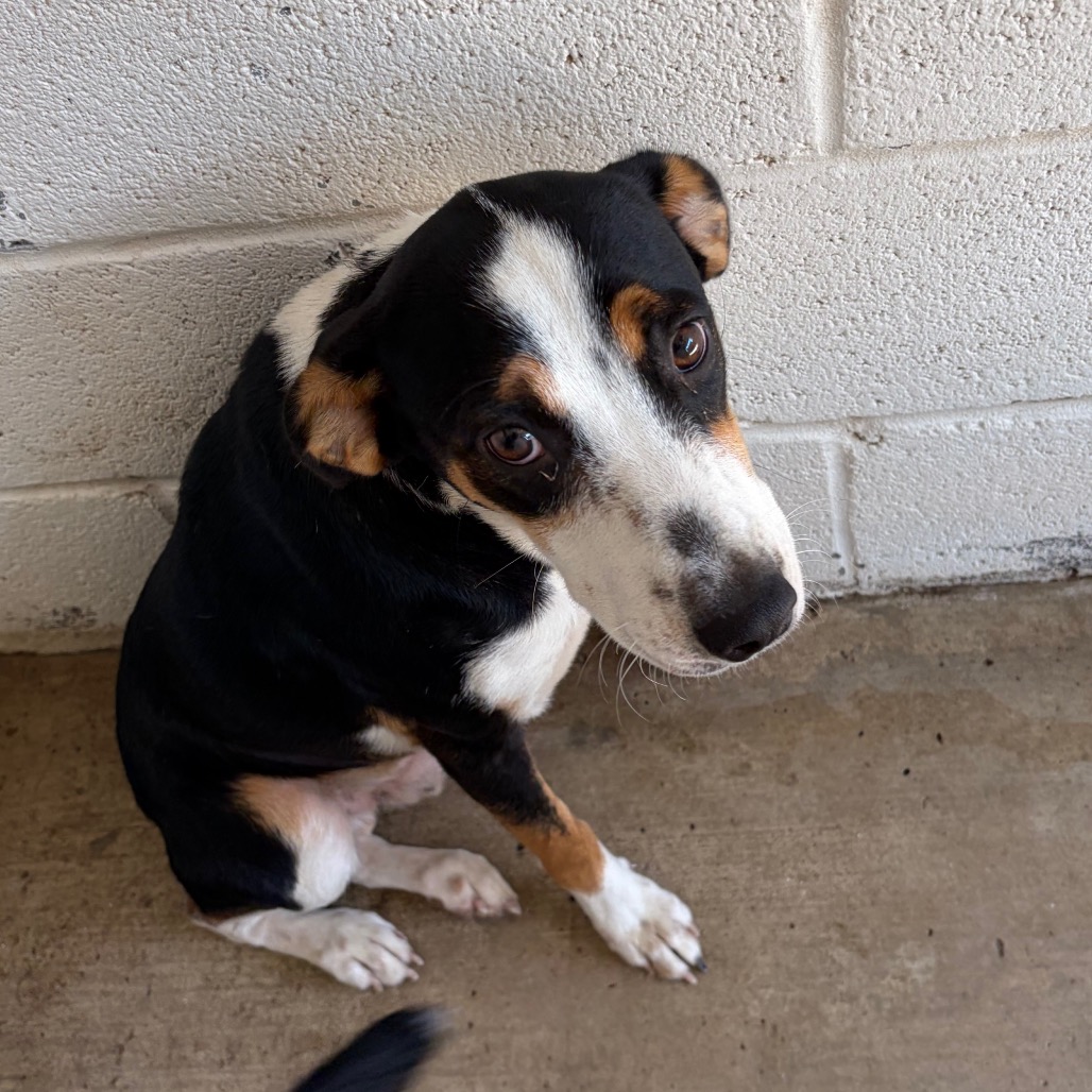 CASTROL - Shepherd / Mixed Breed (Medium) available for adoption