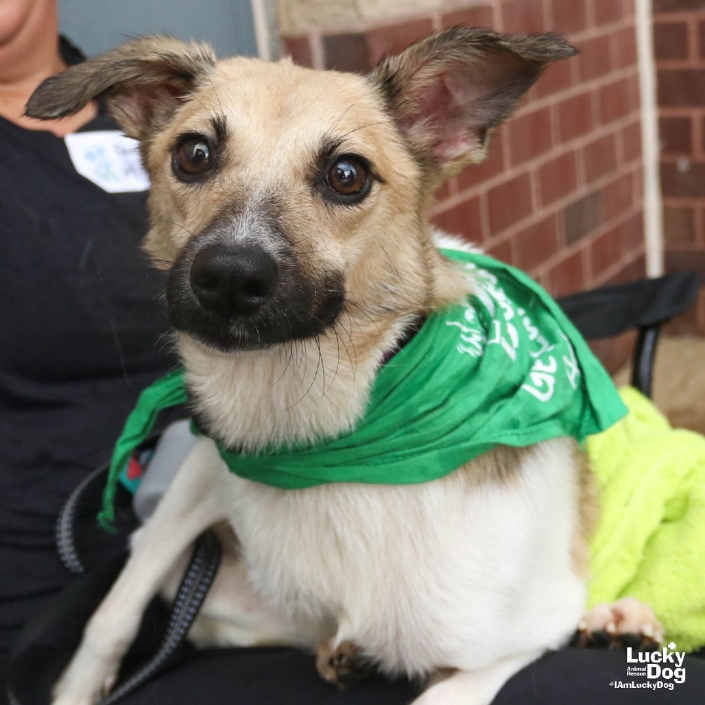 OTIS - Terrier / Sheepdog, Shetland available for adoption