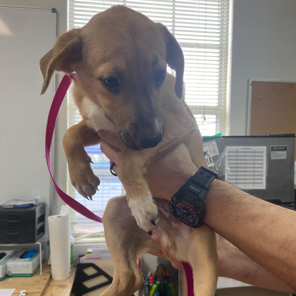 CAFE - Cattle Dog / Australian (Blue Heeler) available for adoption