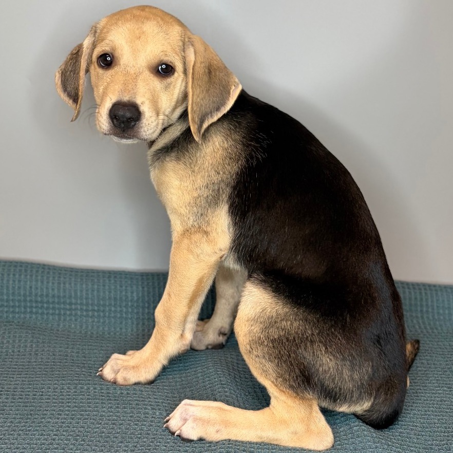 WILLOW - Hound / Shepherd for adoption in San Antonio
