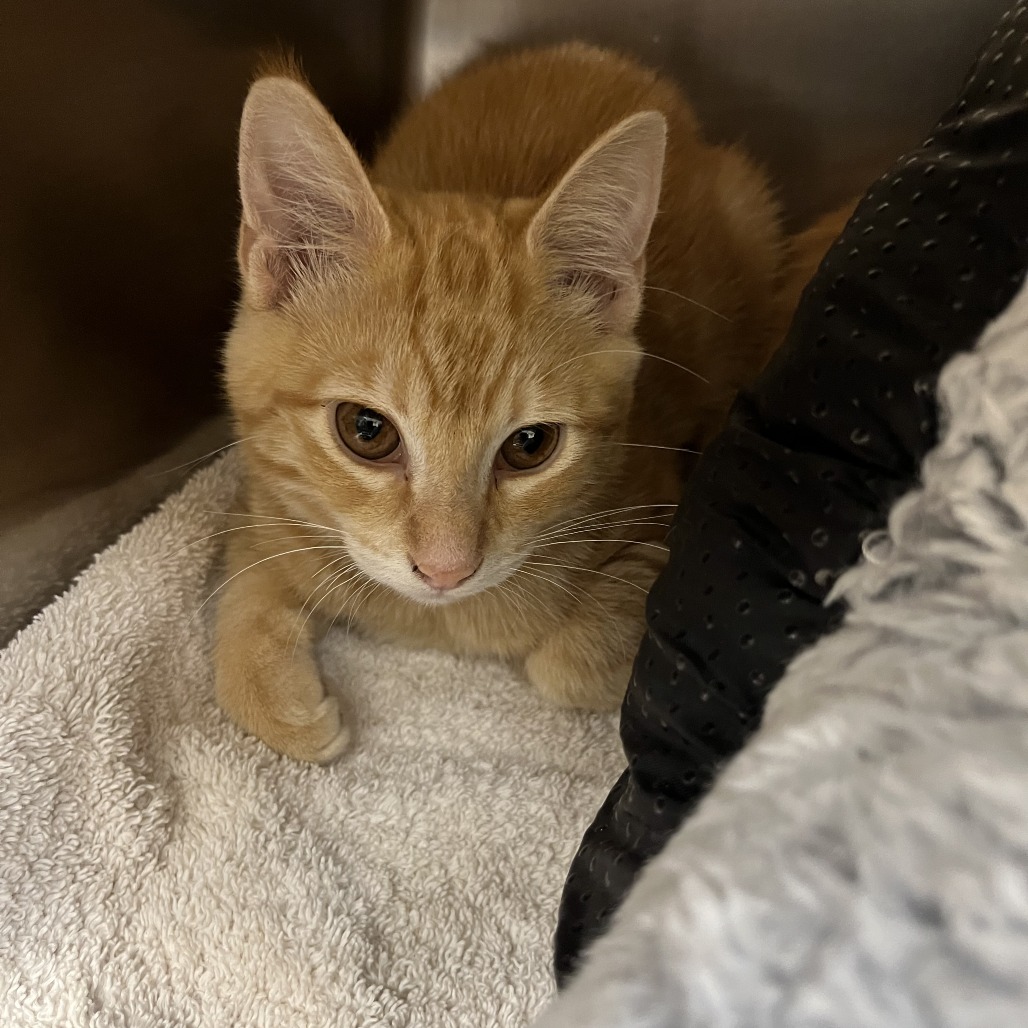 JAX (BONDED WITH JIMMY) - Domestic Shorthair available for adoption