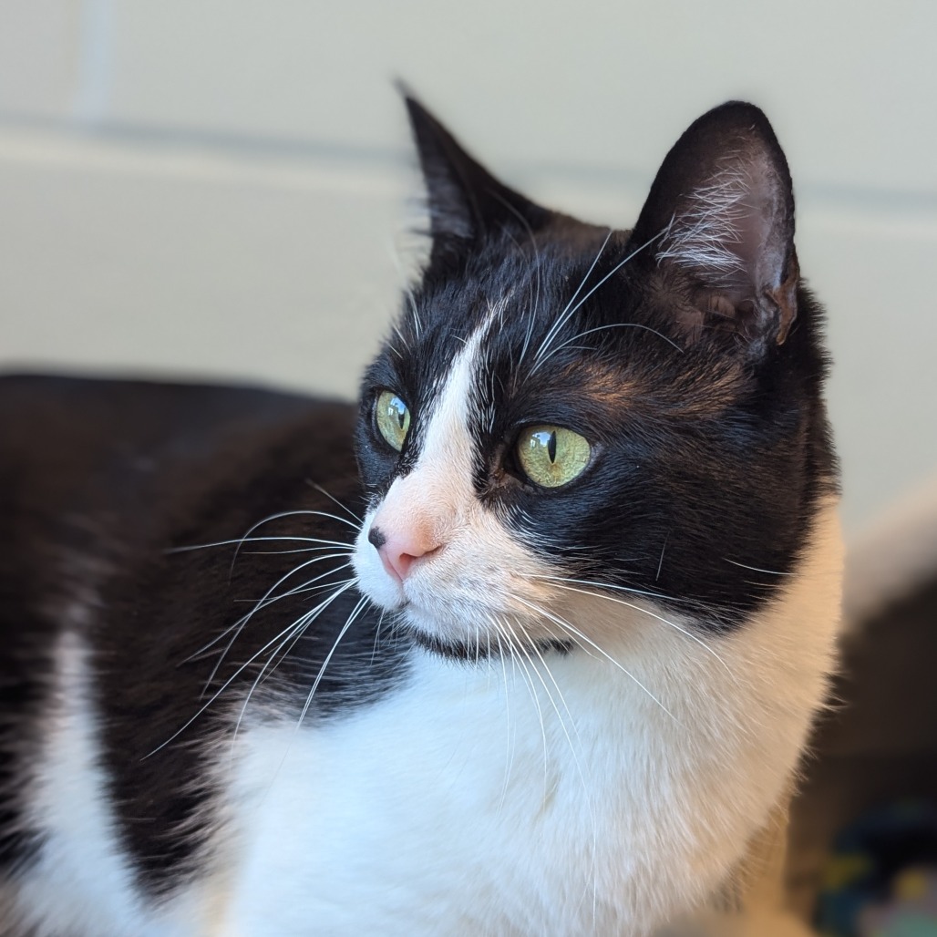 Binx - Domestic Shorthair