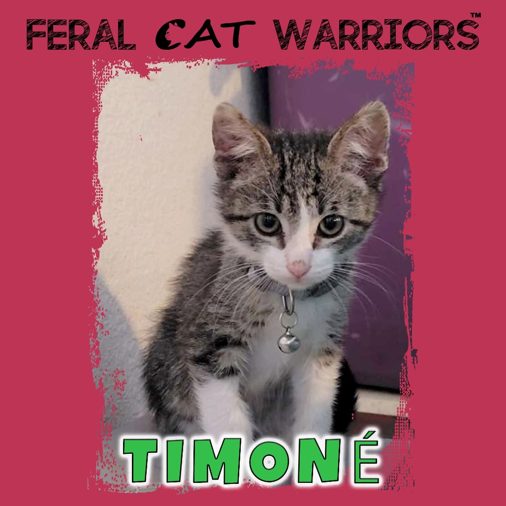 Timonè