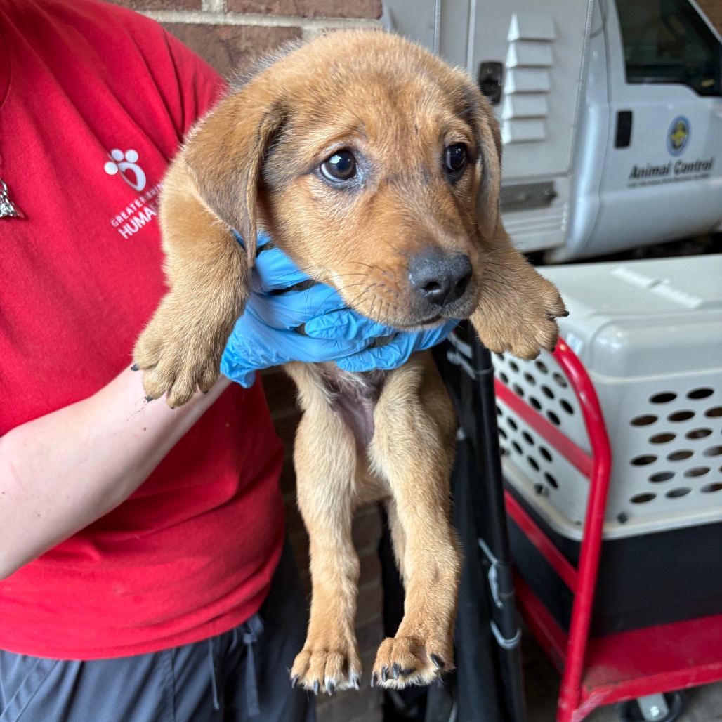 Sweeny - Cattle Dog for adoption in Alabama