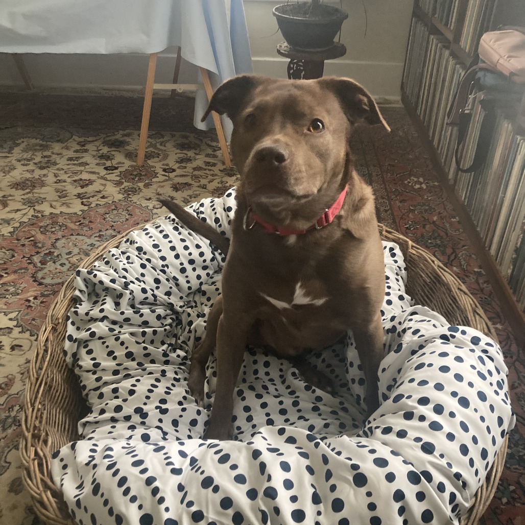Rex, photo 19