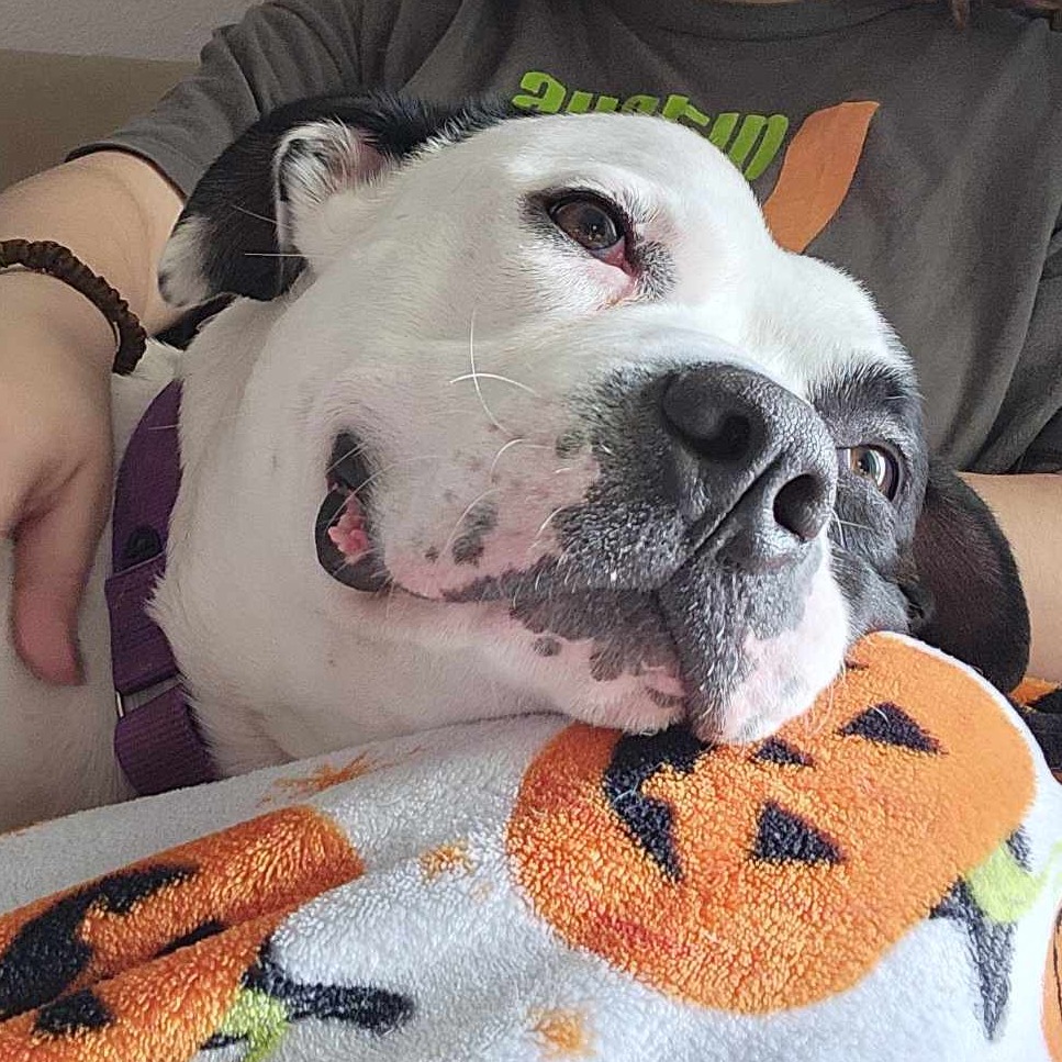 Gelato — thumbnail 9