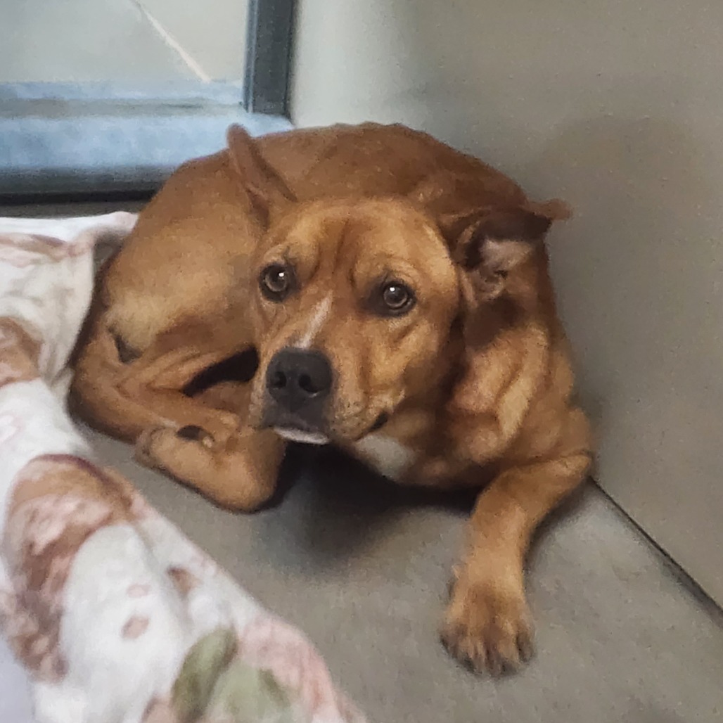 Kennel#18 Rex's preview photo