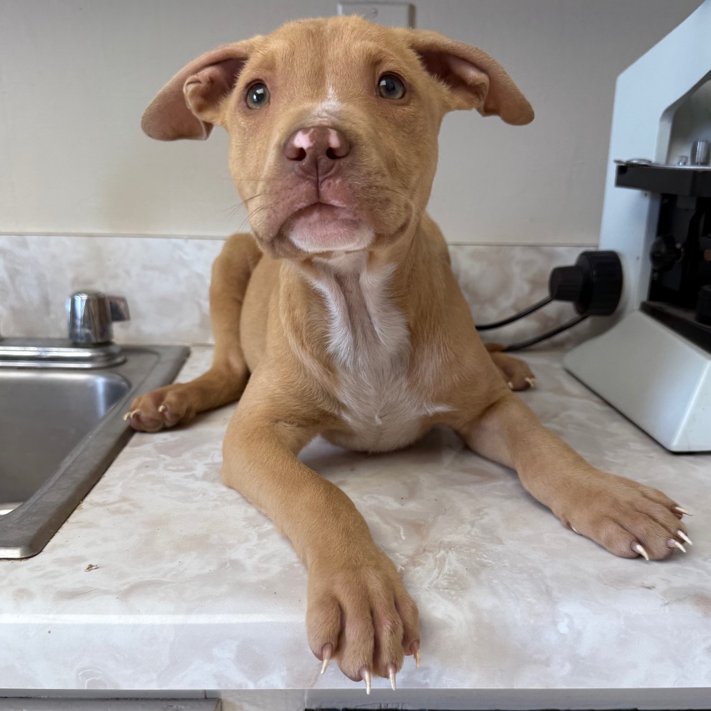 Tusc Stray 83736 2 3 4 5 6 7