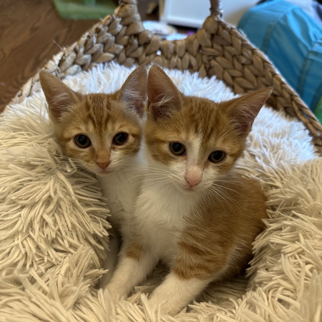TOGGLE - Domestic Shorthair available for adoption