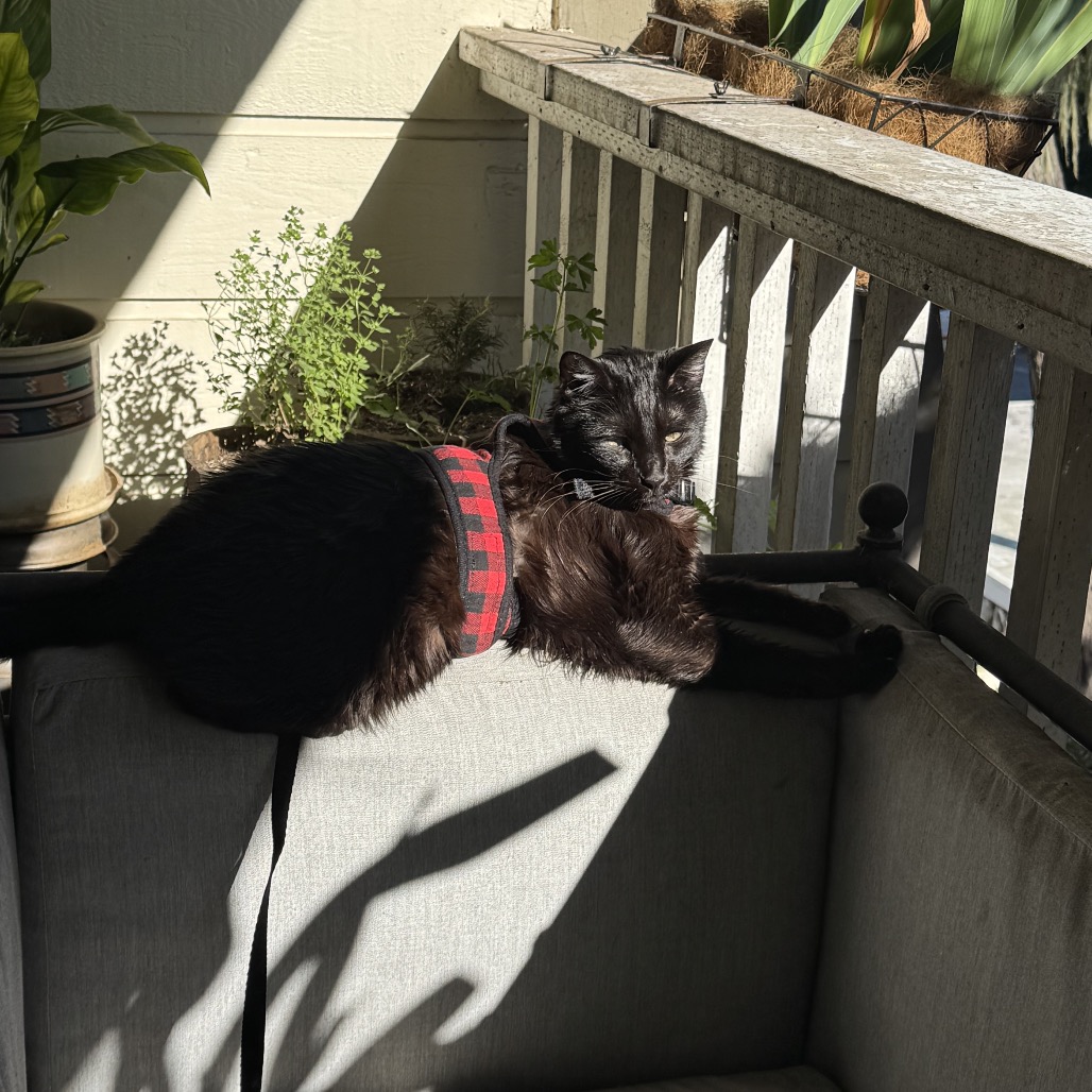 Chip, photo 15