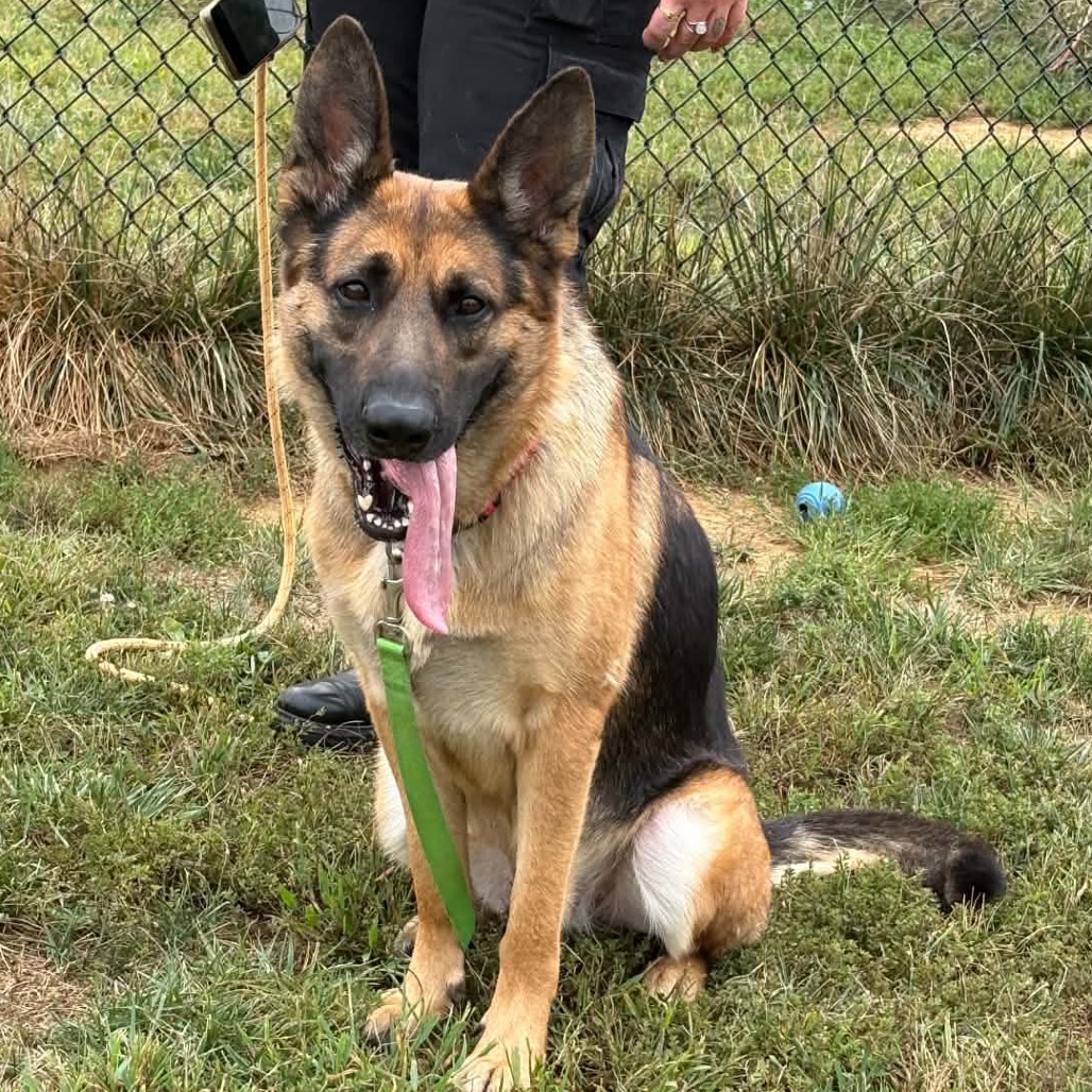 MOLLY - Shepherd, German / Mixed Breed (Large) available for adoption