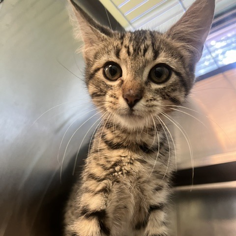 ALVIN - Domestic Shorthair available for adoption