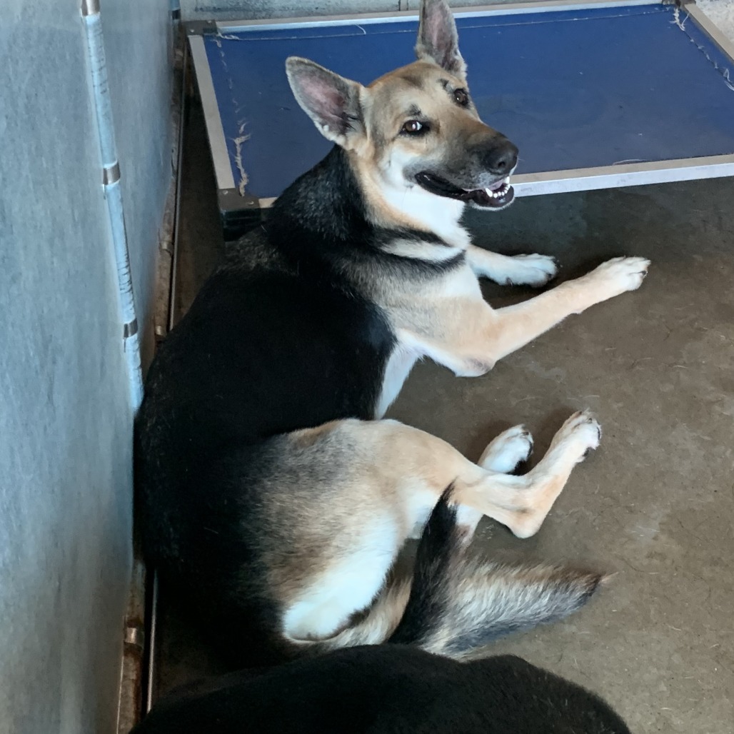 Geneva , available for adoption at PVAS