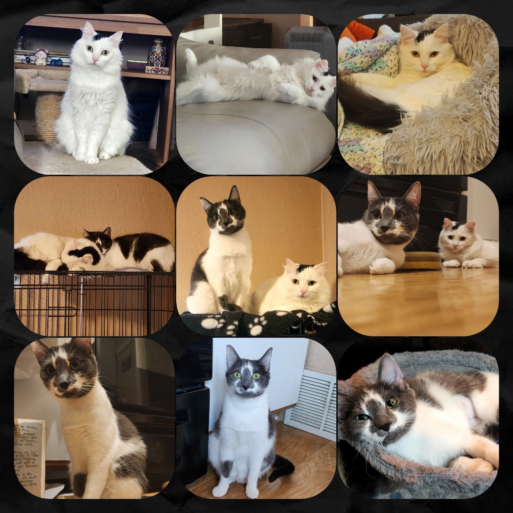 Photo of Stella and Aurora (Bonded)