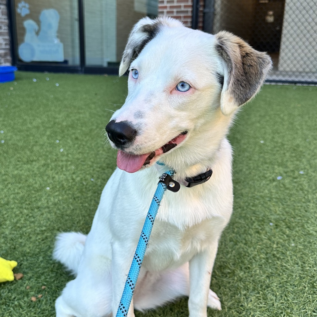 BELLA - Mixed Breed (Medium) available for adoption