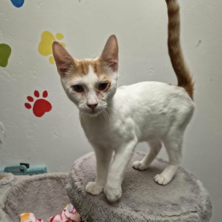 TAJIN - Domestic Shorthair for adoption in Las Cruces