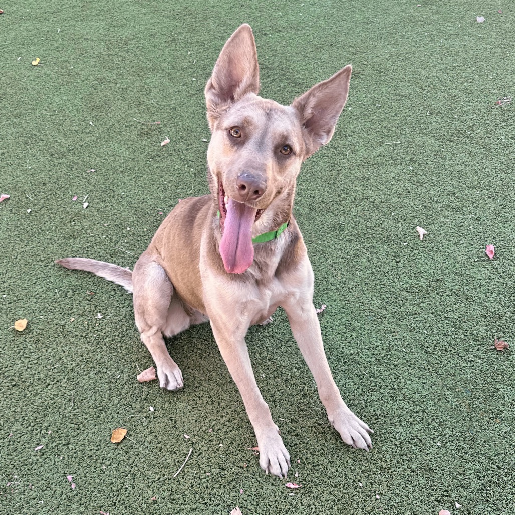 Koa