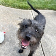 Baxter, photo 5