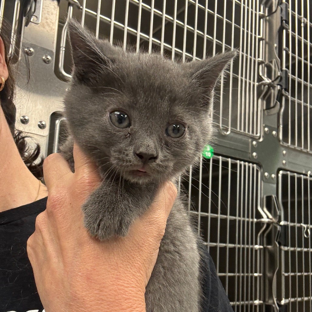 PATRIOT - Domestic Shorthair available for adoption
