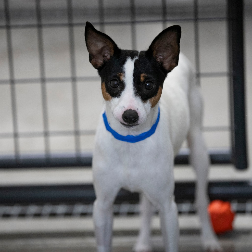 KOMERE (AG26-28) - Terrier / Rat available for adoption