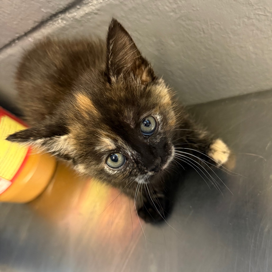 Tusc Stray 84428 2 3 4