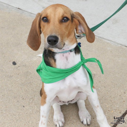 TIMOTHY - Hound / Mix available for adoption