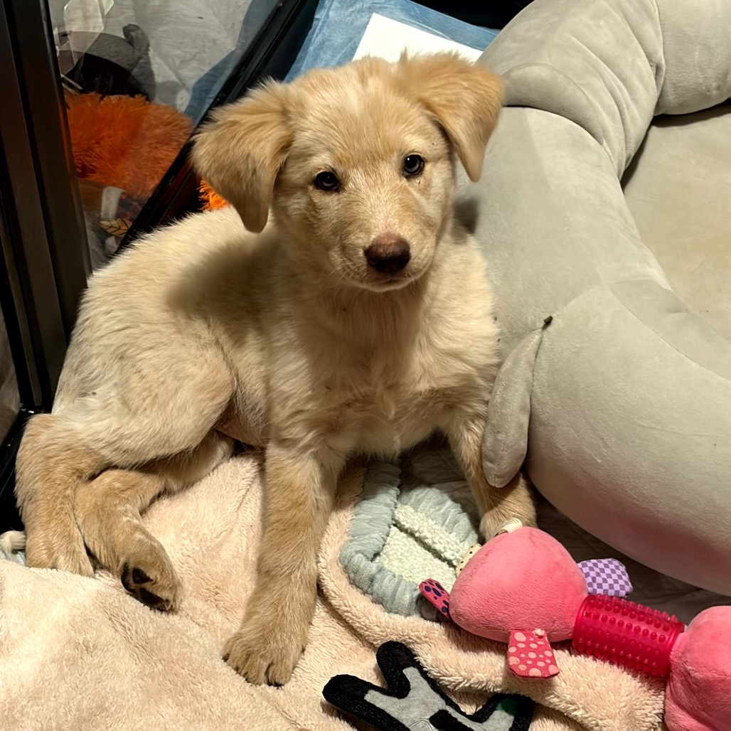 PEARL - Retriever / Labrador available for adoption