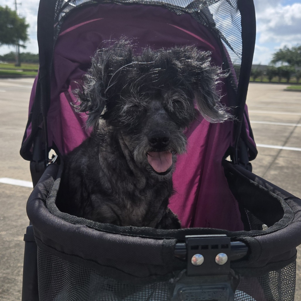 April, adoptable Schnauzer, Miniature/Mixed Breed (Small) at Lifeline of Galveston County