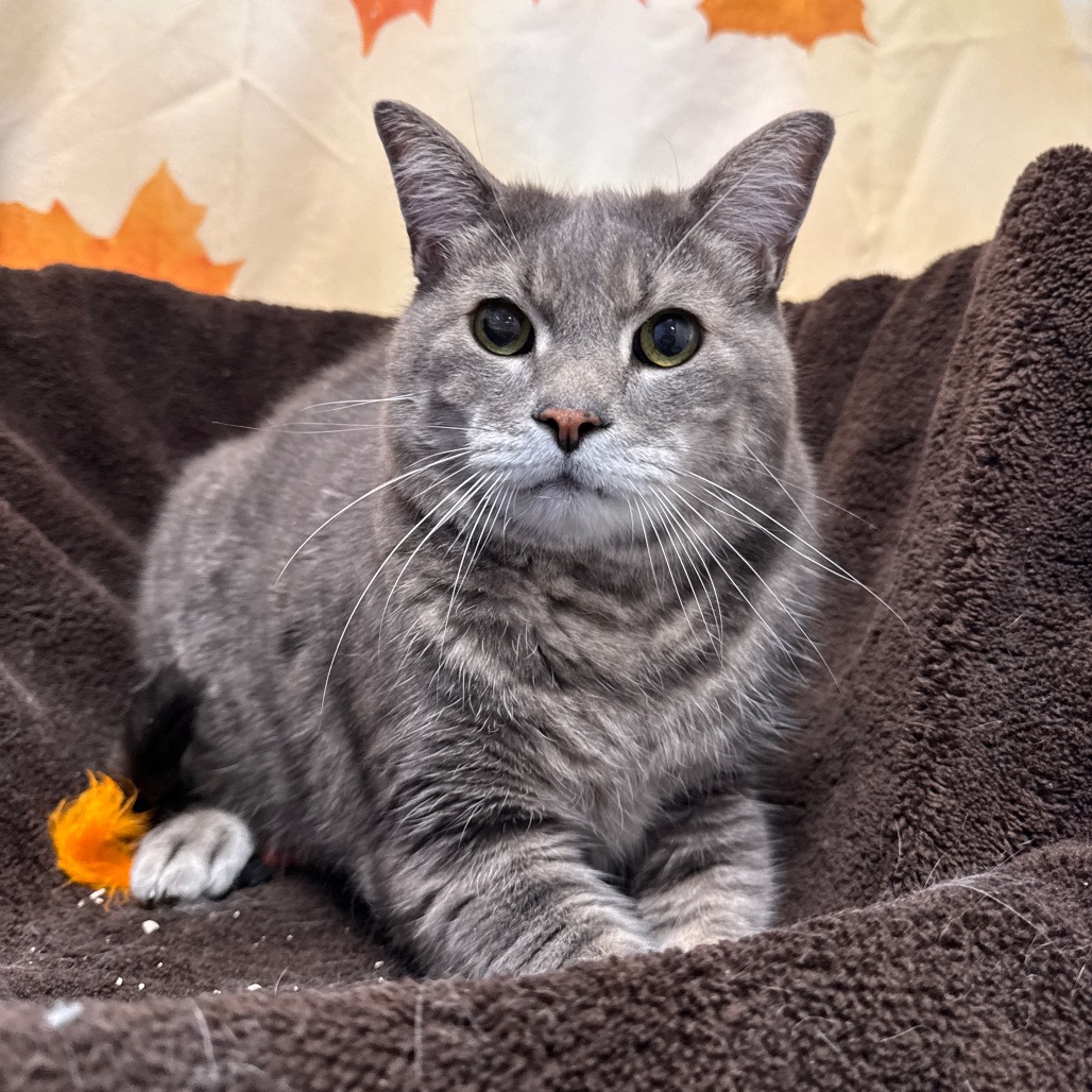 DAVID - Domestic Shorthair available for adoption