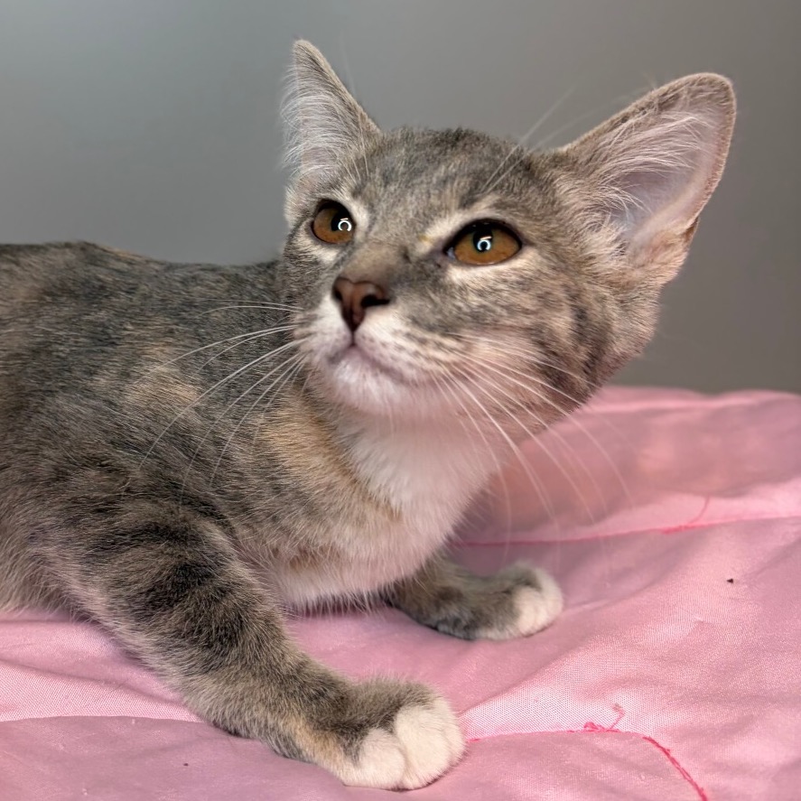 COVE - Domestic Shorthair available for adoption