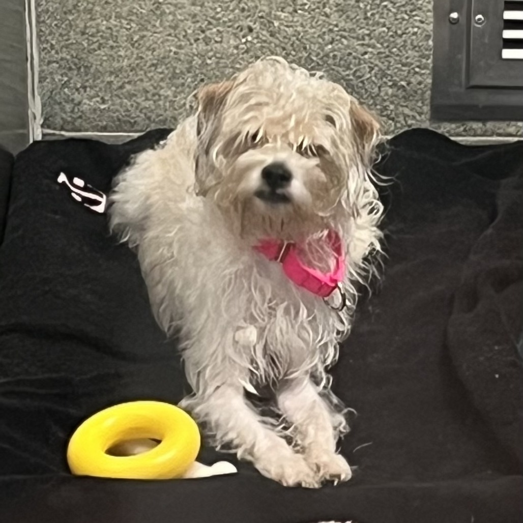 BELLARONI - Shih Tzu / Poodle, Miniature available for adoption