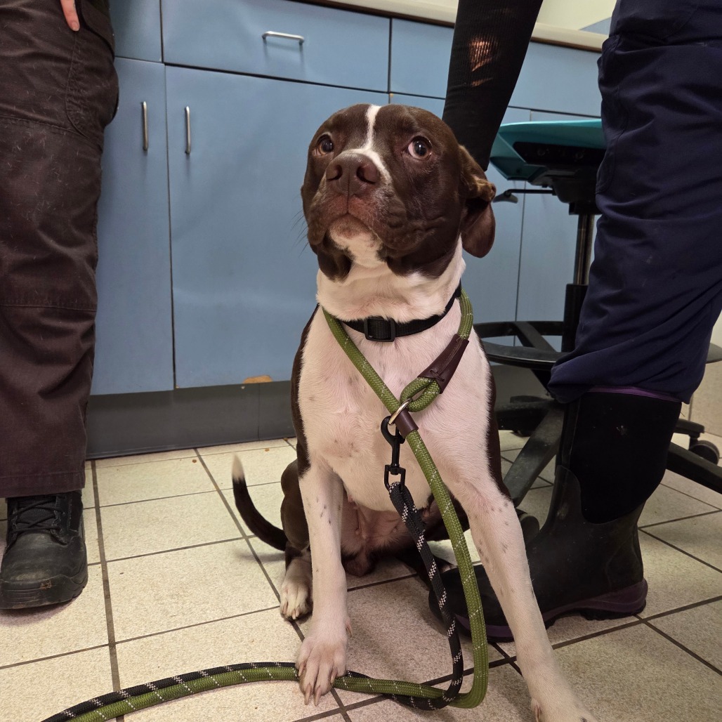 Padme — thumbnail 2